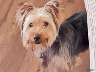 Yorkshire Terrier dogs Yorkshire Terrier Puppy 1 - Ad 34