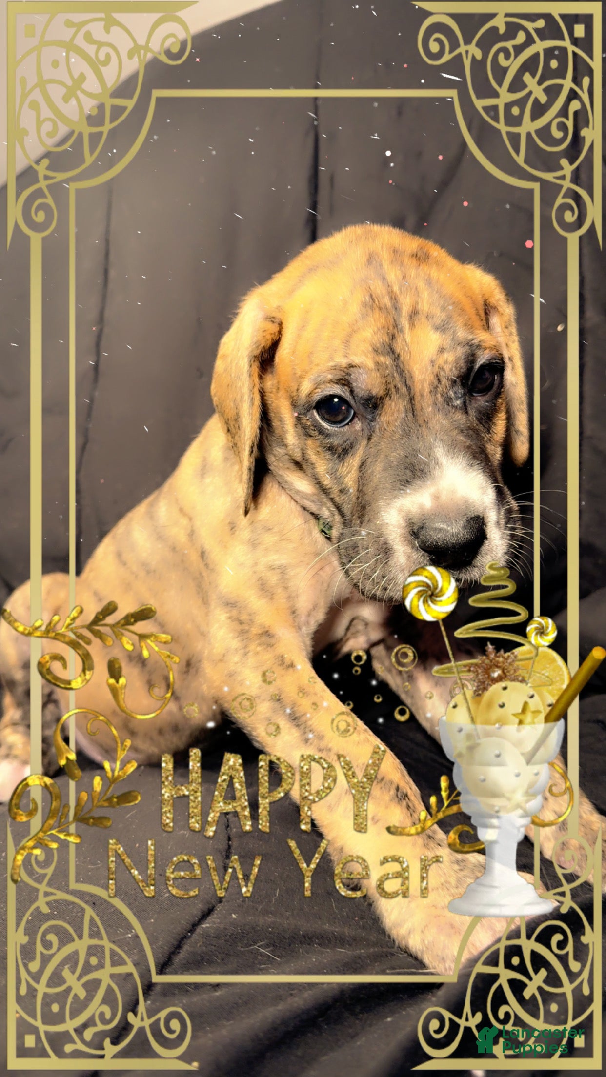 Great Dane dogs Max - Ad 40