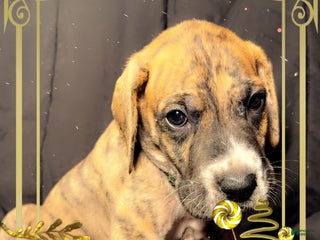 Great Dane dogs Max - Ad 40