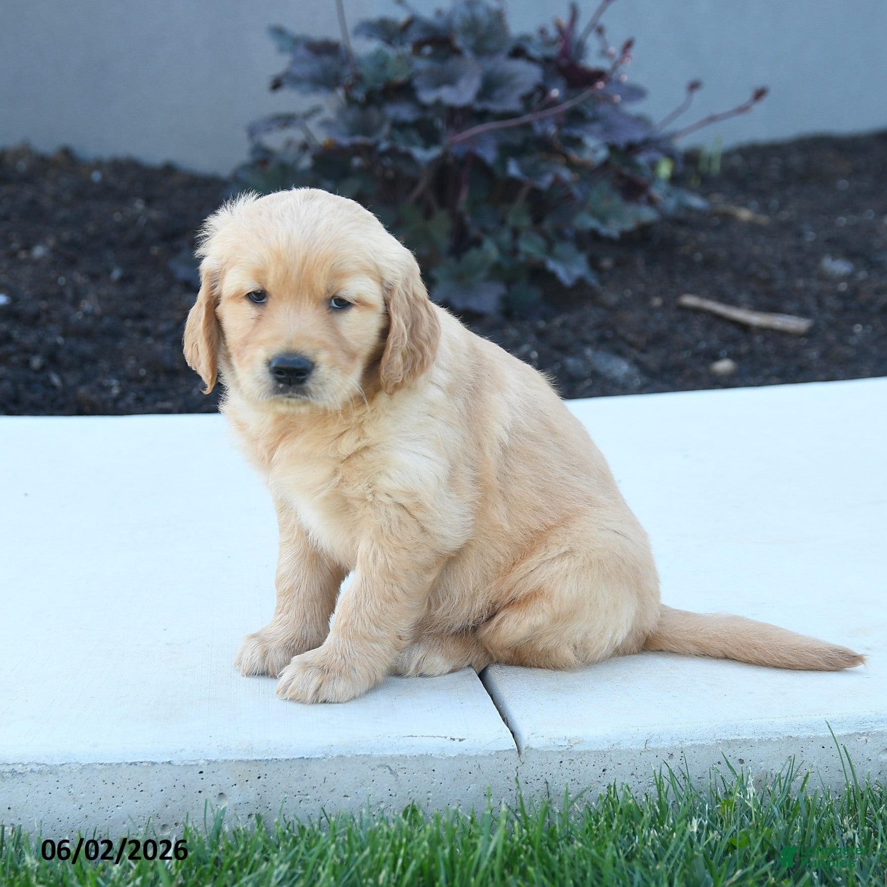 Golden Retriever dogs for sale: Woody - Ad 5