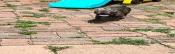 French Bulldog dogs for sale: French Bulldog Puppy 4 - Ad 4