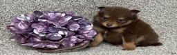 Pomeranian dogs for sale: Kendall - Ad 1