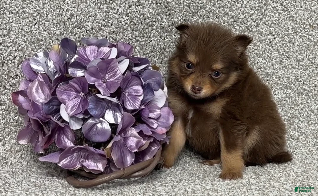 Pomeranian dogs for sale: Kendall - Ad 1