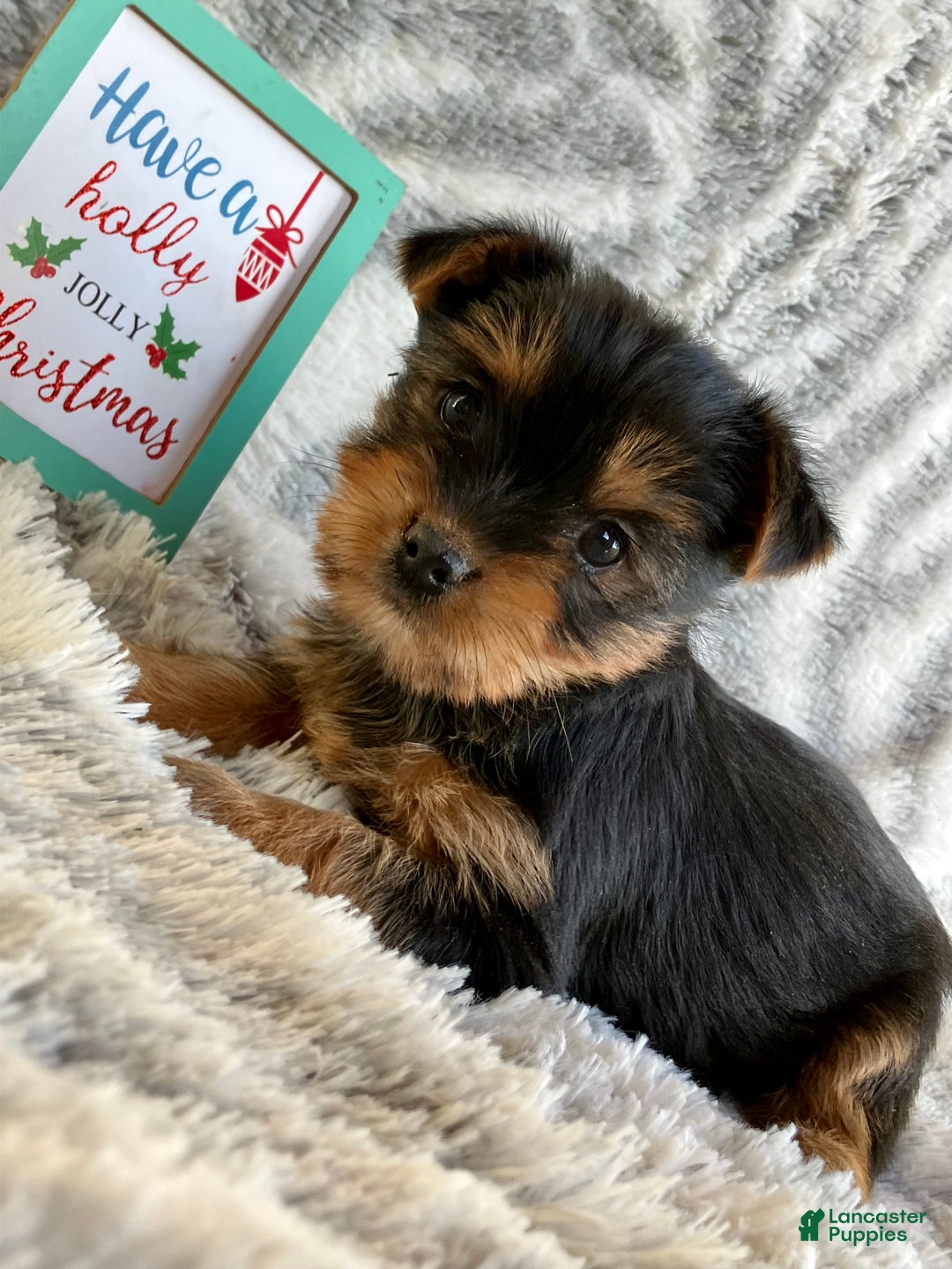 Yorkshire Terrier dogs for sale: Belle - Ad 5