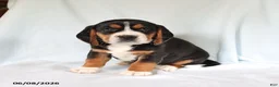 Beagle dogs for sale: Sport - Ad 2