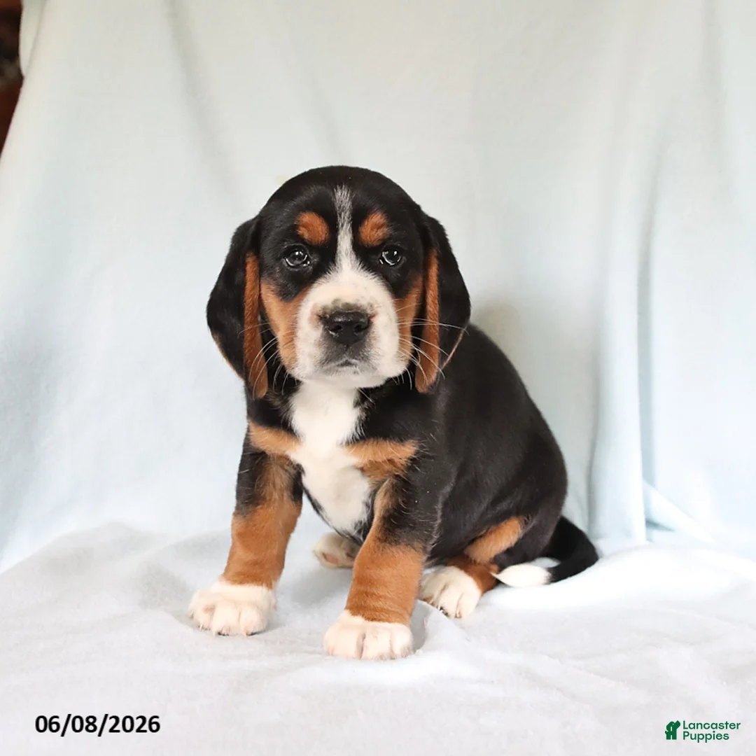 Beagle dogs for sale: Sport - Ad 2