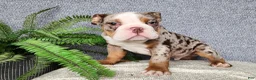 English Bulldog dogs for sale: Fletch - Ad 1