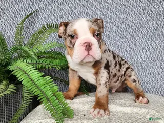 English Bulldog dogs Fletch - Ad 24