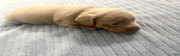 Miniature Dachshund dogs for sale: Miniature Dachshund 1 - Ad 7
