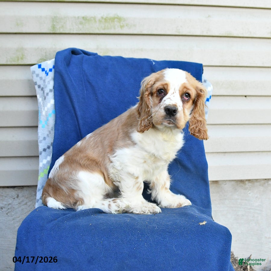 Cocker Spaniel dogs Murphy - Ad 2