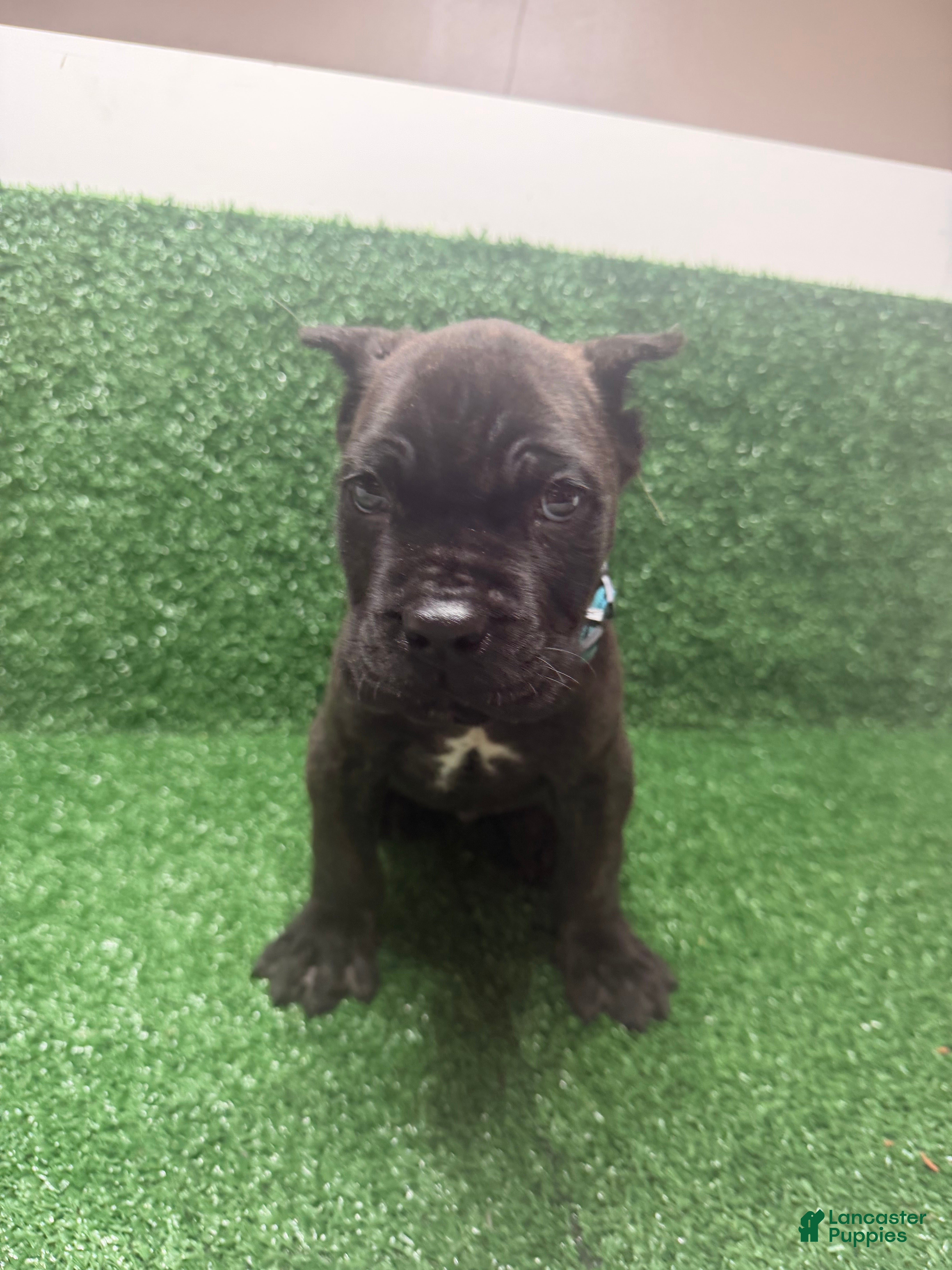 Cane Corso dogs light blue - Ad 1