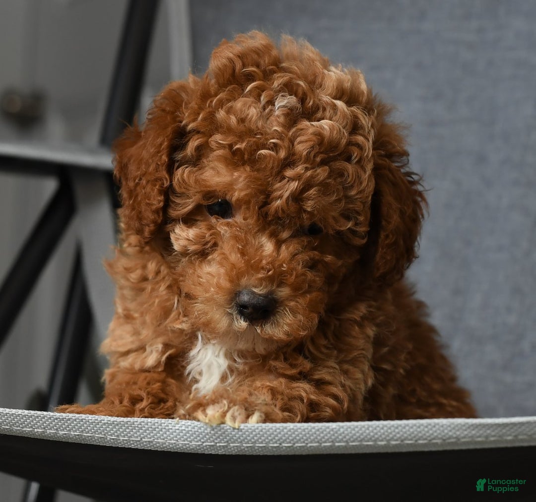 Toy Poodle dogs for sale: Buddy - Ad 10