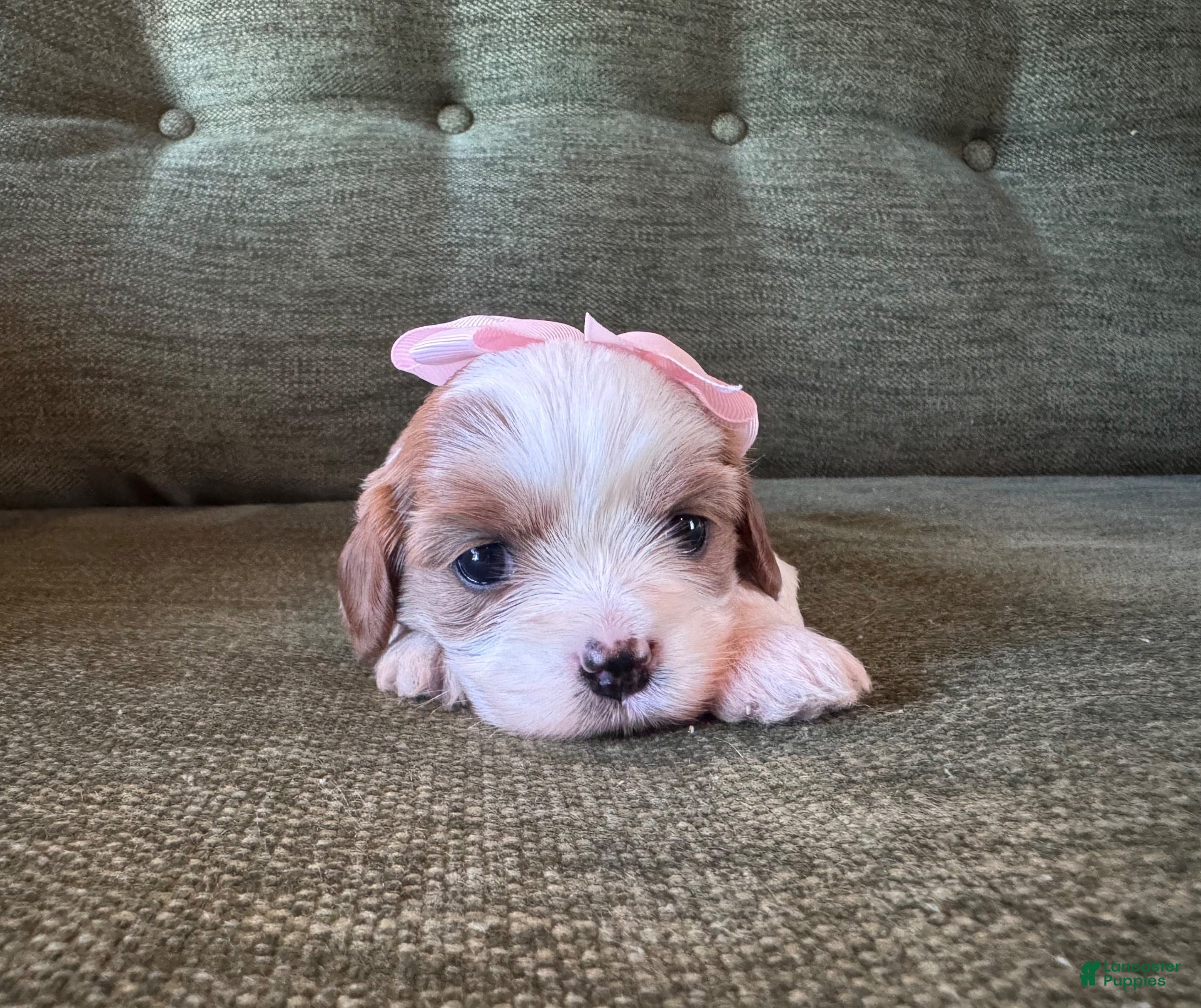 Mixed Breed dogs Dotty (White/Brown Girl) - Ad 32