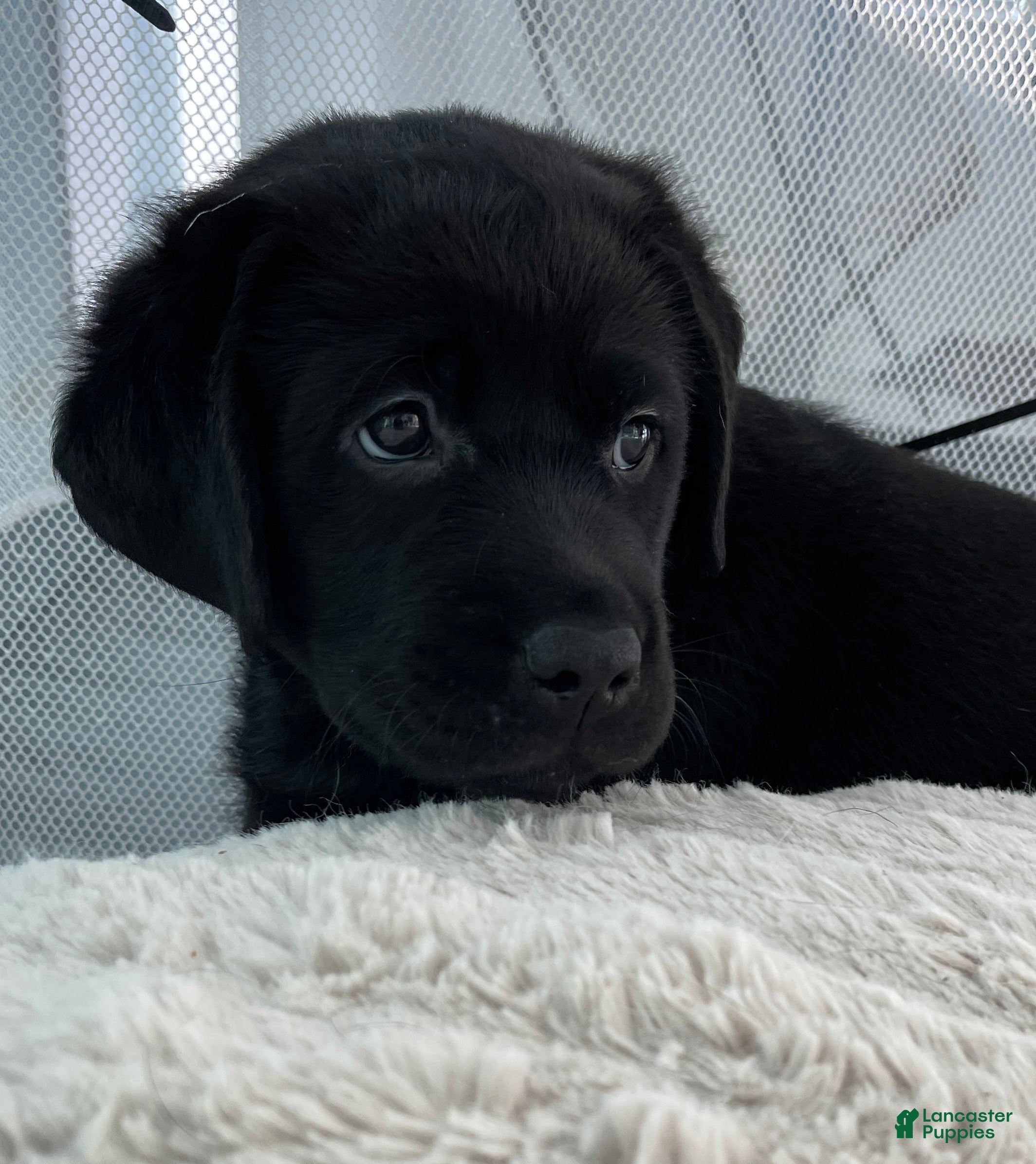 Labrador Retriever dogs Mila - Ad 2