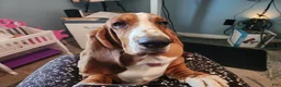 Basset Hound dogs for sale: 💙READY NOW black collar - Ad 14