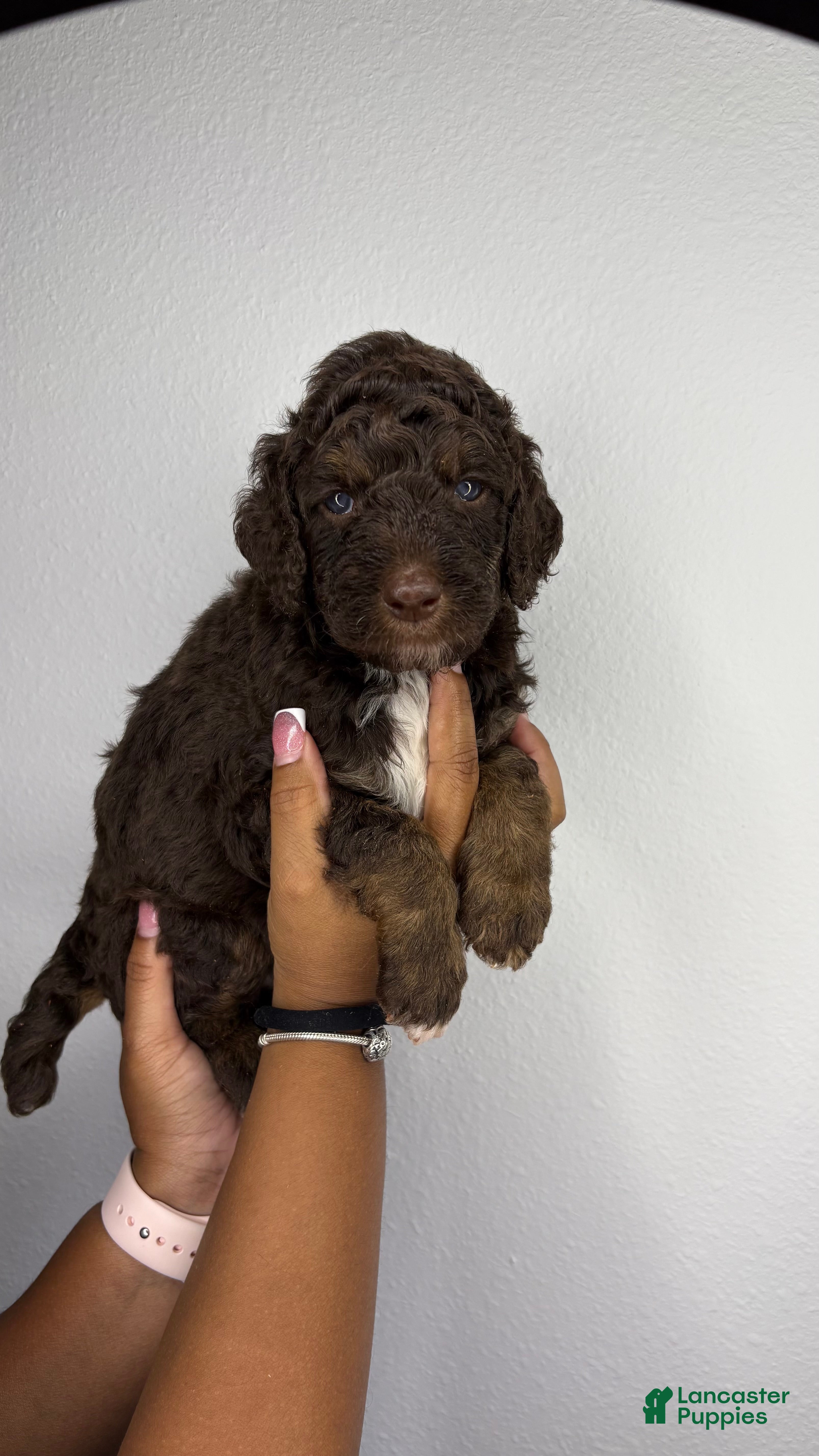 Standard Poodle dogs Blade - Ad 3