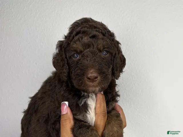 Standard Poodle dogs for sale: Blade - Ad 13