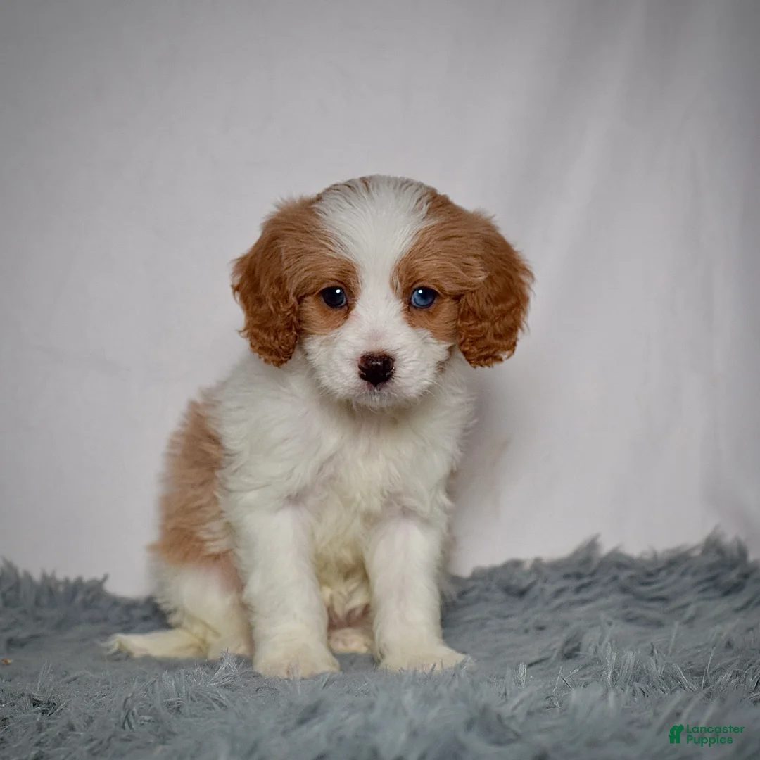 Cavapoo dogs for sale: Mr. Baxter - Ad 3