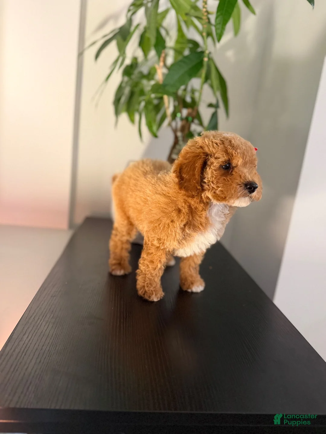 Toy Poodle dogs for sale: Tootsie - Ad 5