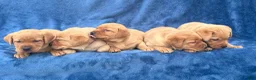 Labrador Retriever dogs for sale: #1 Female aka first born pup  - Ad 8