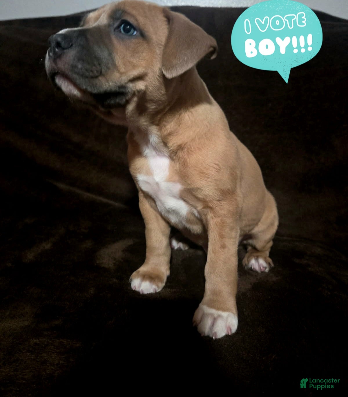 American Pit Bull Terrier dogs American Pit Bull Terrier Puppy 2 - Ad 1