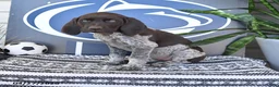 German Shorthaired Pointer dogs for sale: Colette - Ad 1