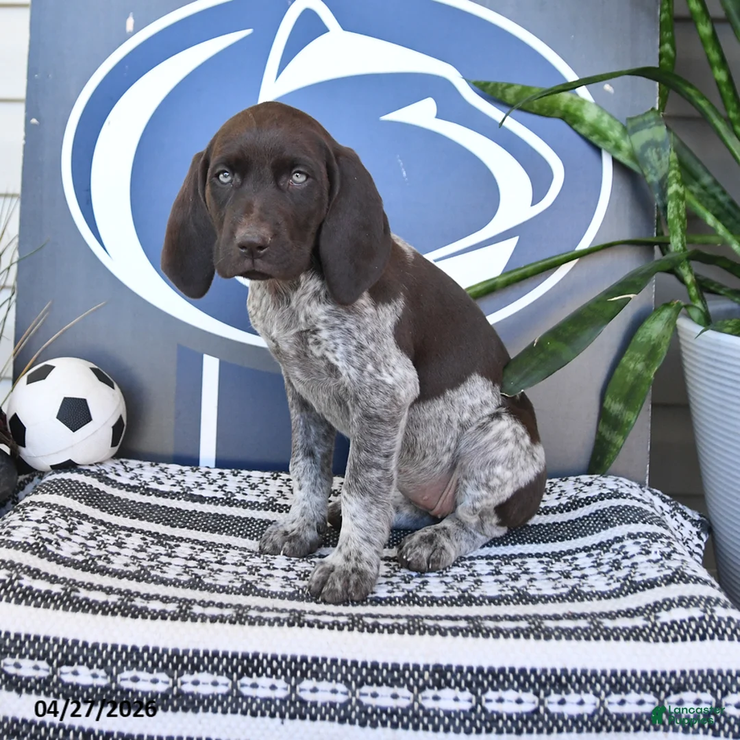 German Shorthaired Pointer dogs for sale: Colette - Ad 1