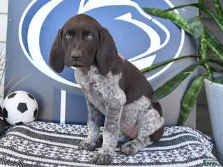 German Shorthaired Pointer dogs for sale: Colette - Ad 3