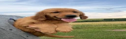 Golden Retriever dogs for sale: Sunshine  - Ad 5