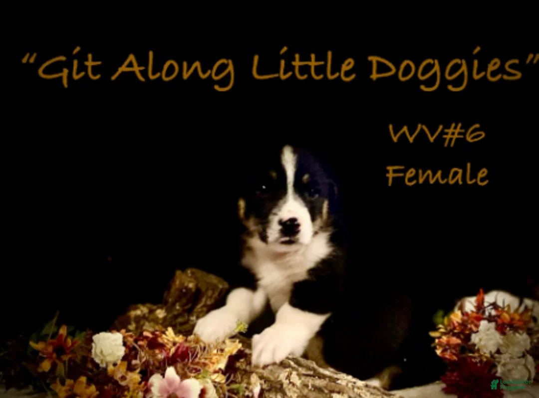 Welsh Corgi Pembroke dogs for sale: WV#6 - Ad 2