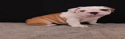 English Bulldog dogs for sale: Sally  - Ad 6