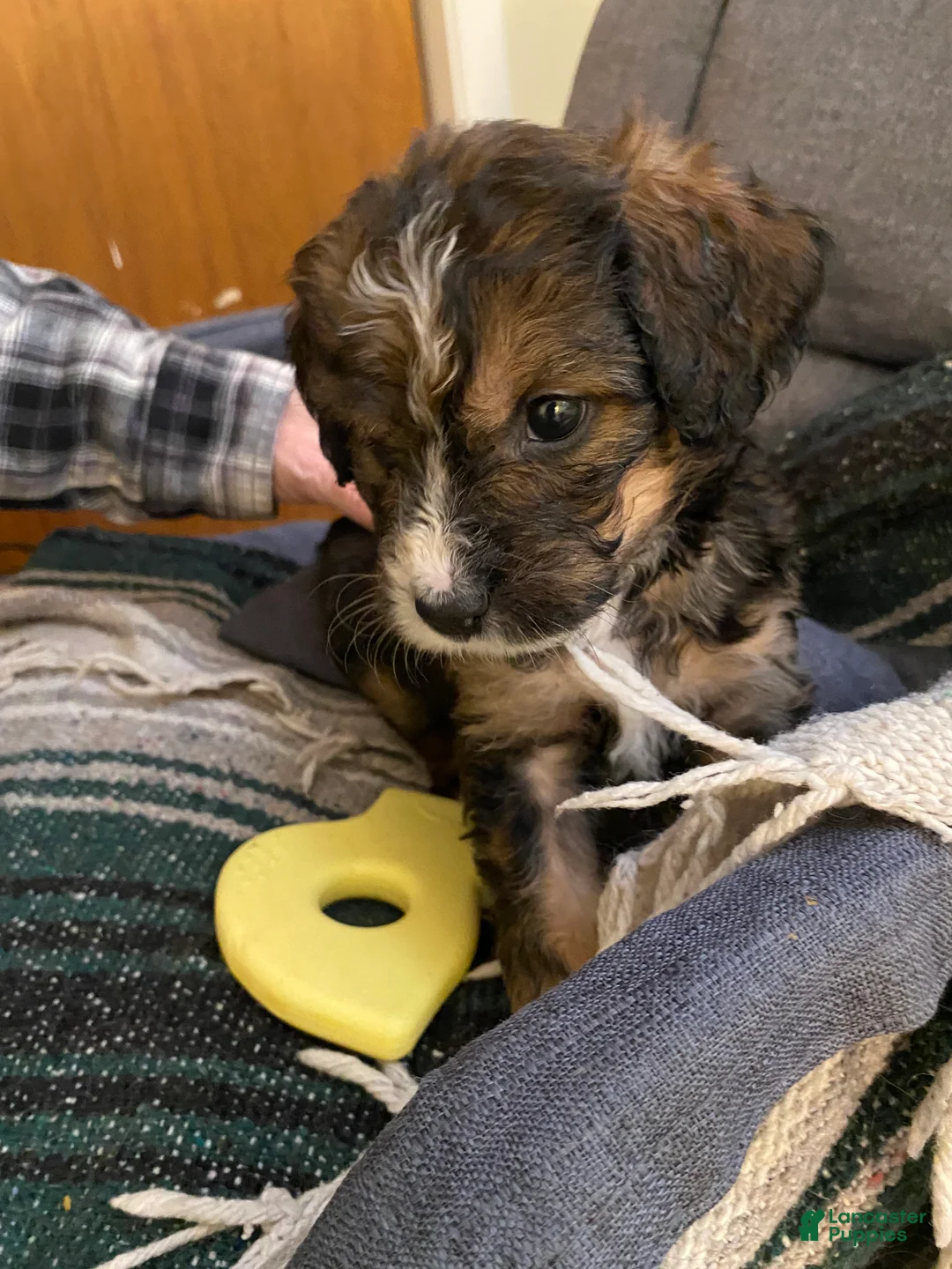 Bernedoodle dogs for sale: Bernedoodle Puppy 10 - Ad 1