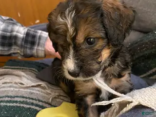 Bernedoodle dogs Bernedoodle Puppy 10 - Ad 28