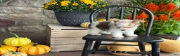 Yorkshire Terrier dogs for sale: Timmy - Ad 15