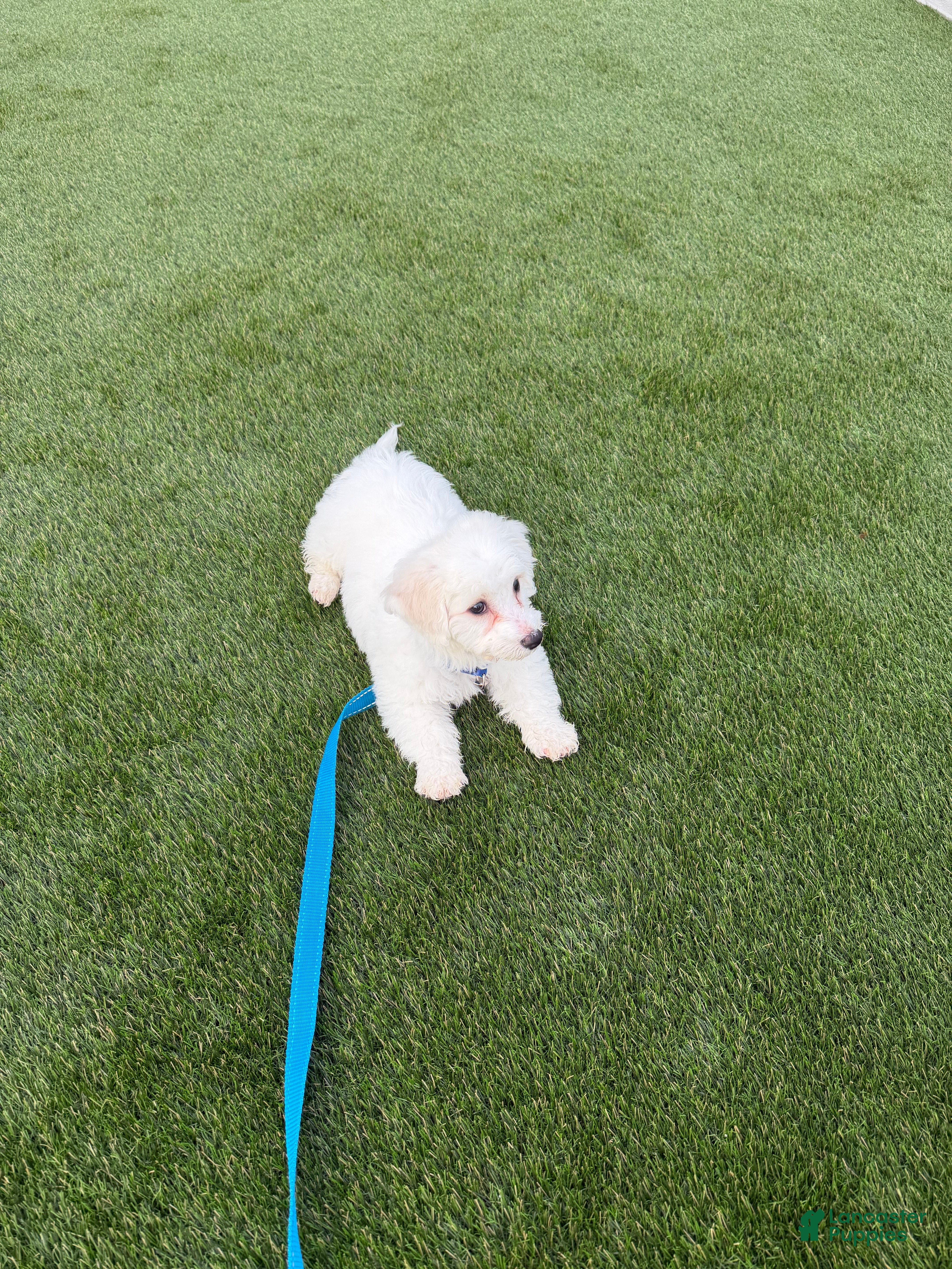 Bichon Frise dogs Bichon Frise 1 - Ad 31