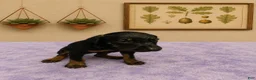 Doberman Pinscher dogs for sale: Titan - Ad 2