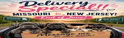 Cane Corso dogs for sale: Ketch AKC orange/teal collar - Ad 2