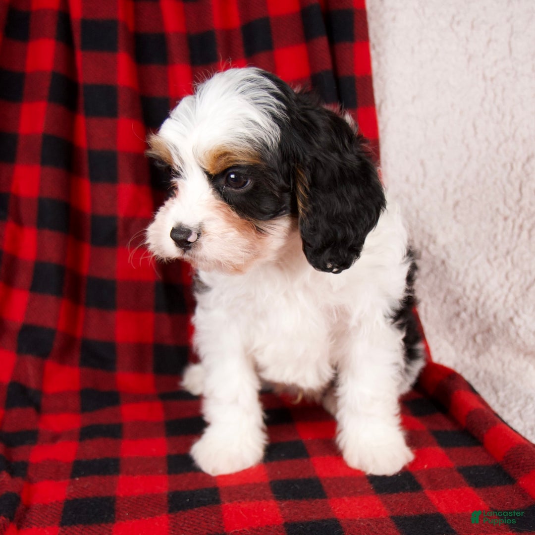 Cavapoo dogs for sale: Noah - Ad 6