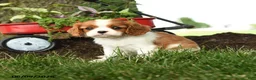 Cavalier King Charles Spaniel dogs for sale: Megan - Ad 1