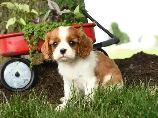 Cavalier King Charles Spaniel dogs for sale: Megan - Ad 2