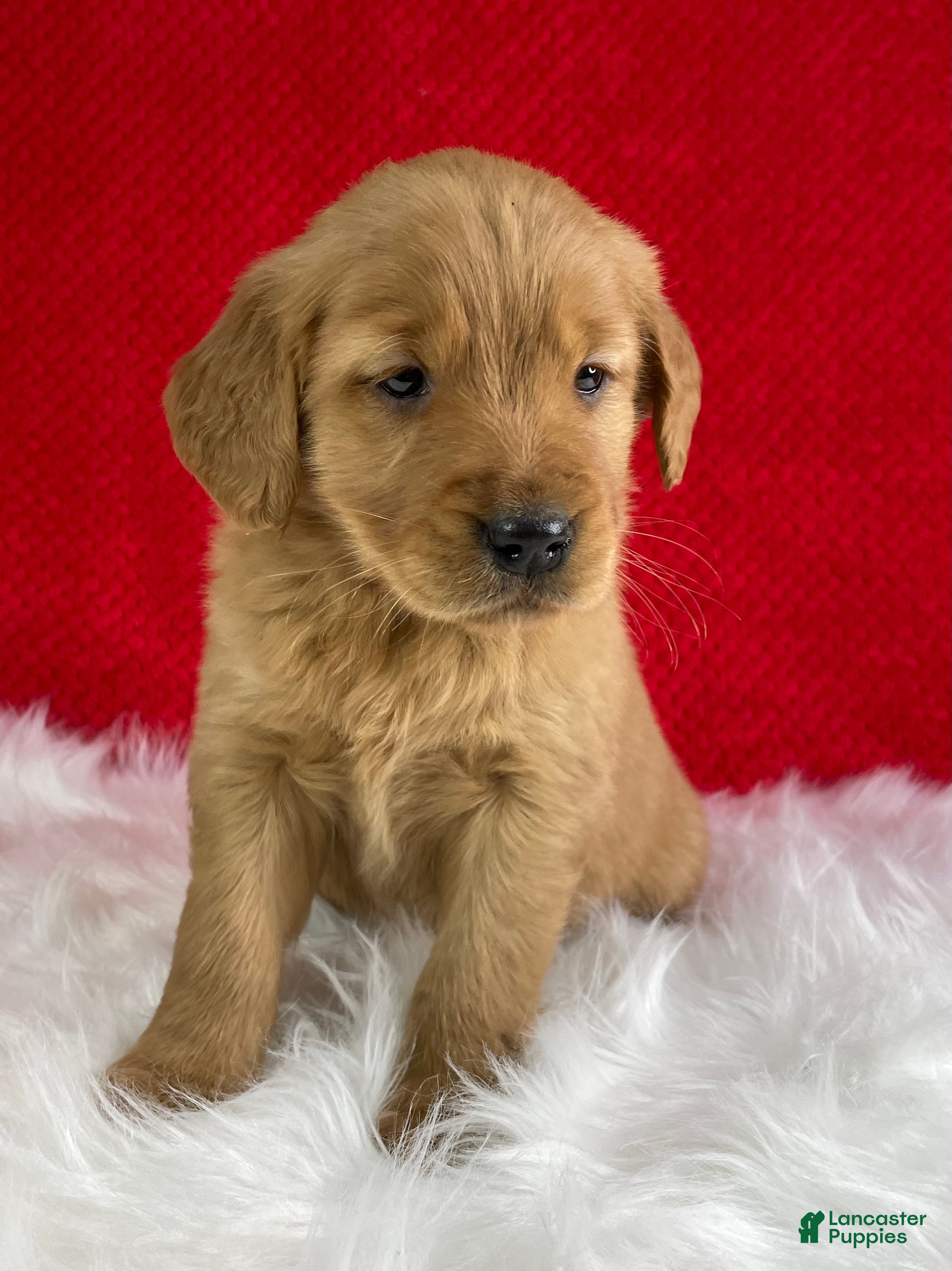 Golden Retriever dogs Angel  - Ad 25