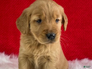 Golden Retriever dogs Angel - Ad 25
