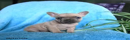 French Bulldog dogs for sale: Fiona - Ad 10