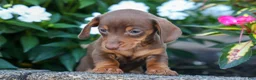 Miniature Dachshund dogs for sale:  Zoey🎀 - Ad 13