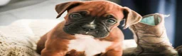 Boxer dogs for sale: Mocha - Ad 2
