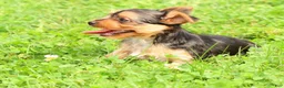 Yorkshire Terrier dogs for sale: Dolly - Ad 6