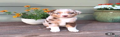 Hooligans Red Merle Male 1