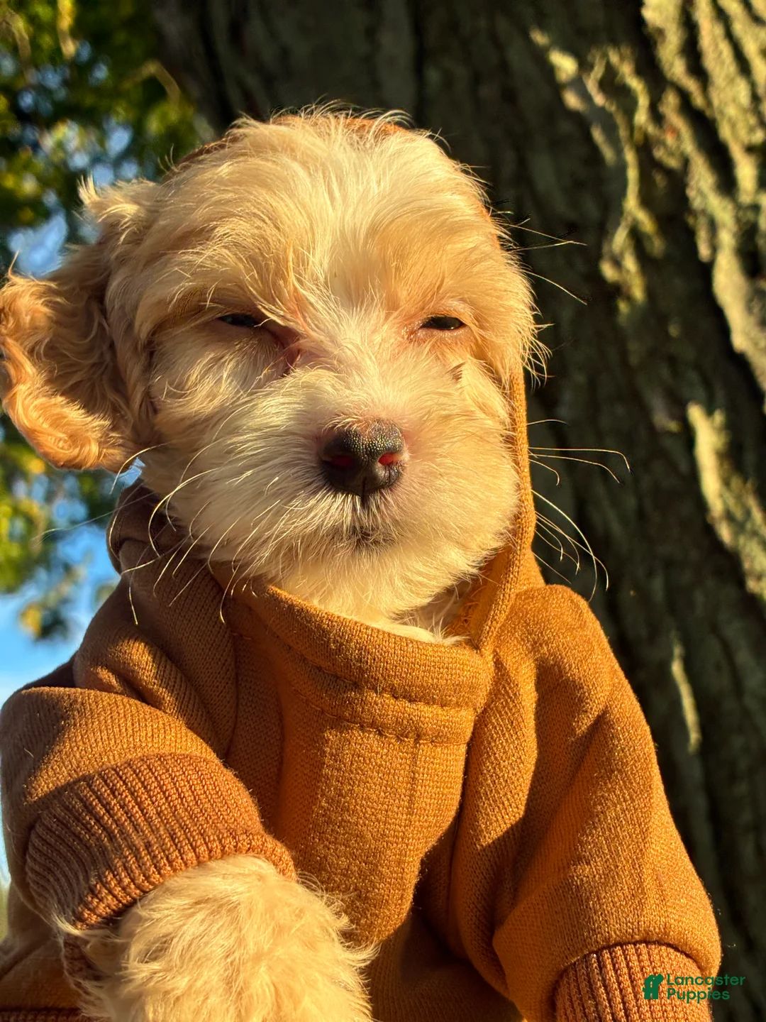 Cockapoo dogs for sale:  7. Tanner - Ad 1
