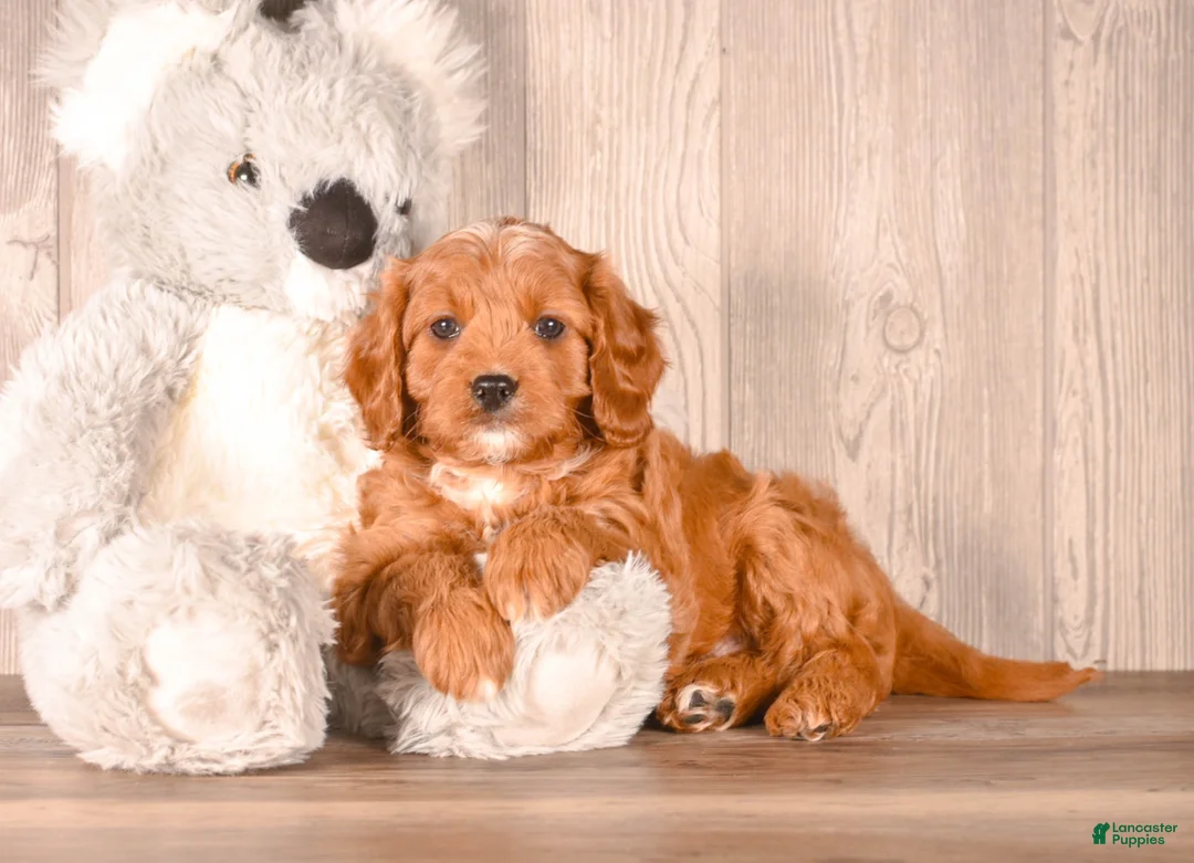 Cavapoo dogs for sale: Zach - Ad 1