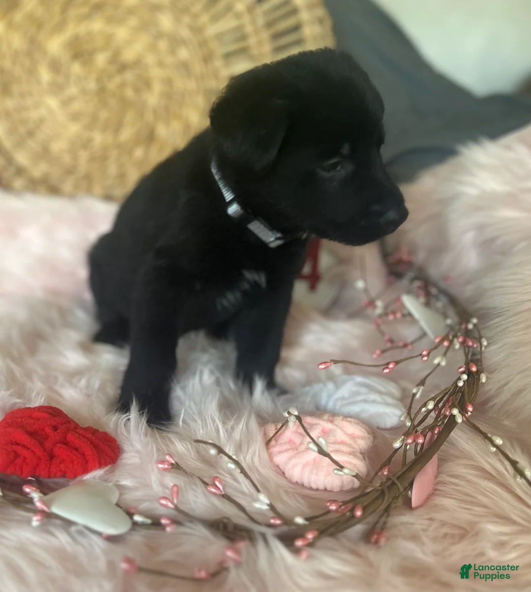 German Shepherd dogs for sale: Poppy  - Ad 6